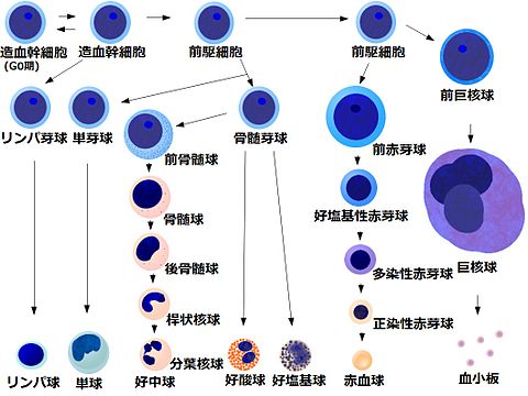 造血幹細胞の分化経路