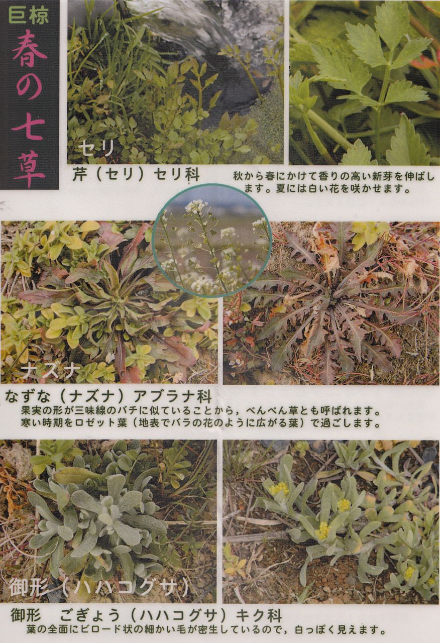 春の七草 歴史探訪京都から