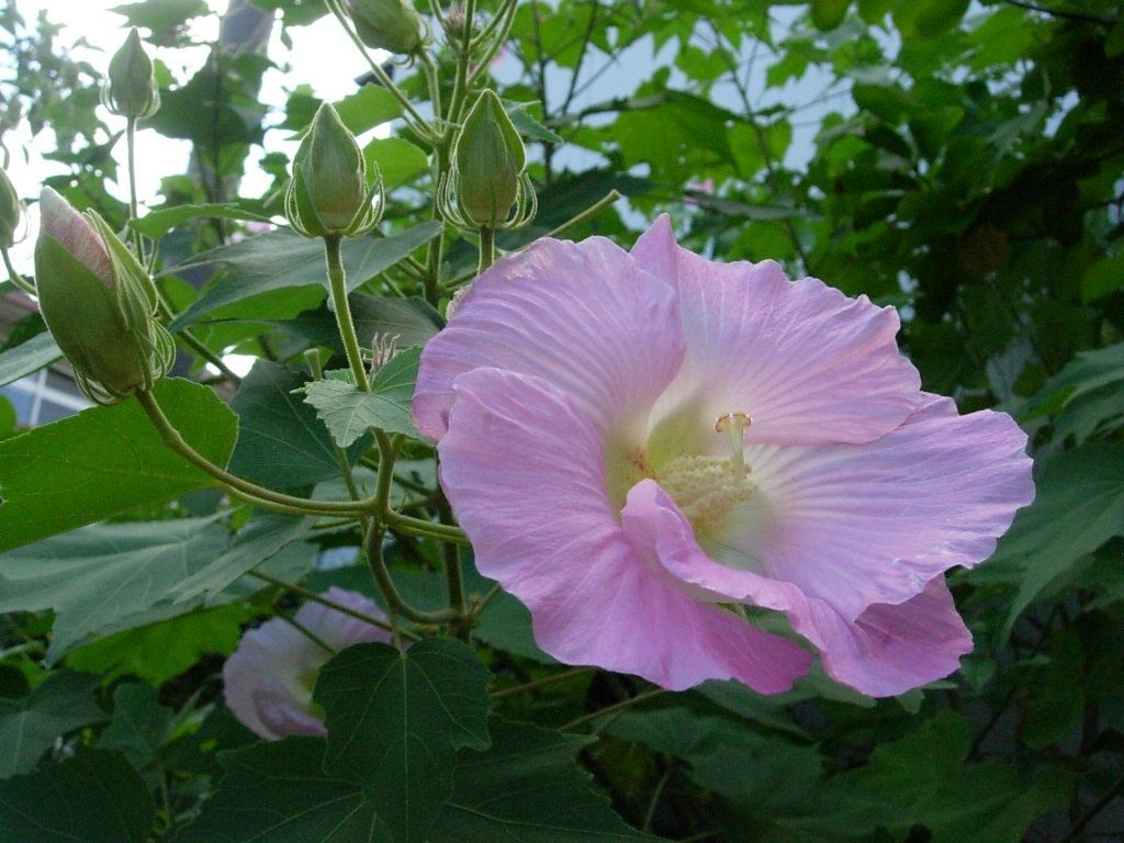 酔芙蓉 歴史探訪京都から 酔芙蓉 歴史探訪京都から