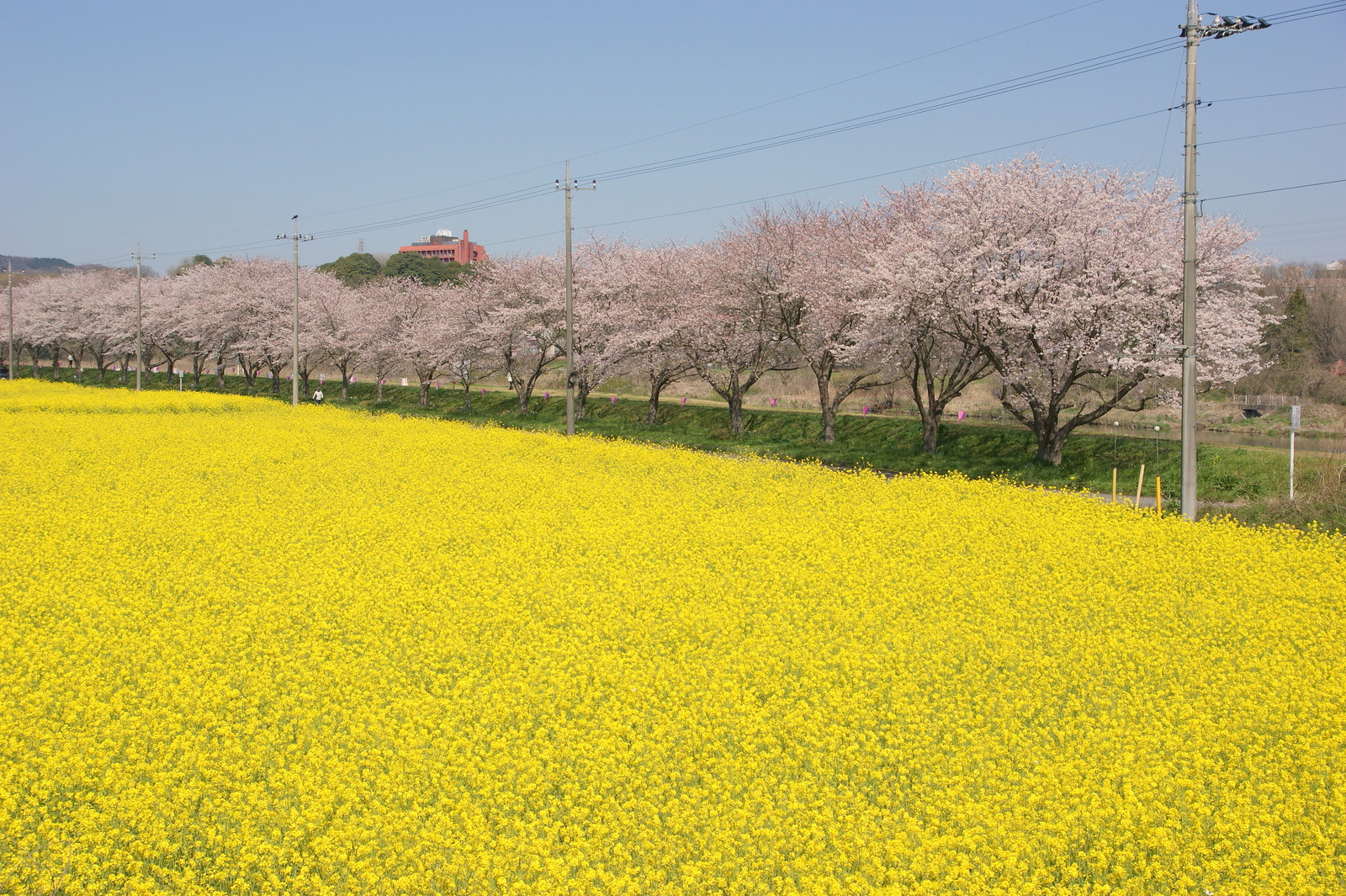 嵐山町の桜 都幾川桜堤 10年4月8日 Go Go 嵐山 3 嵐山町の桜 都幾川桜堤 10年4月8日 Go Go 嵐山 3