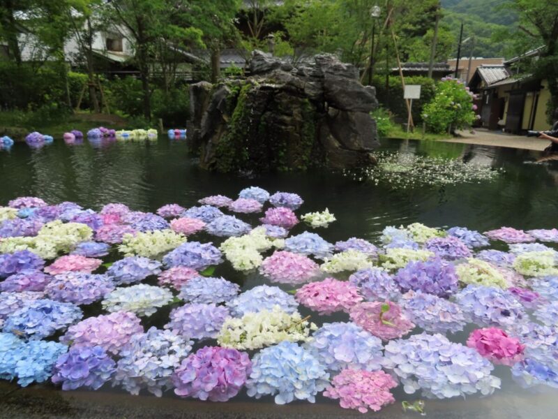 紫陽花の季節に北摂の久安寺、勝尾寺を訪ねて