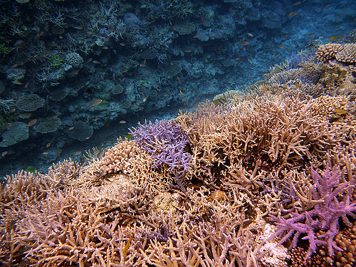 0720-123 (西表島) 0720-123 (西表島)