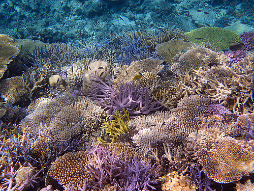 0720-124 (西表島) 0720-124 (西表島)