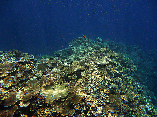 0720-138 サバ崎付近(西表島) 0720-138 サバ崎付近(西表島)
