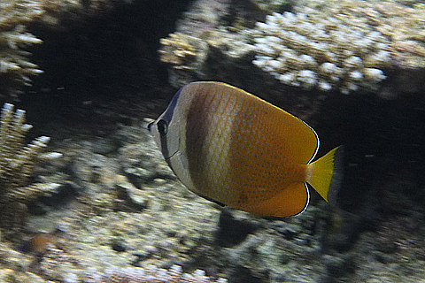 0720-131 ミゾレチョウチョウウオ(西表島) 0720-131 ミゾレチョウチョウウオ(西表島)