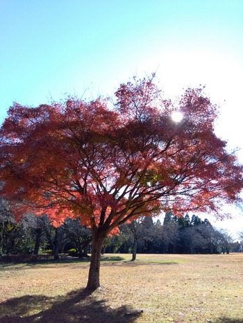 IMG_2023-12-04-12-48-55-818