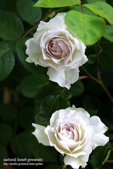 大天使ガブリエルの薔薇咲く Relaxingtimeのブログ 大天使ガブリエルの薔薇咲く Relaxingtimeのブログ