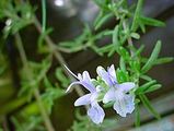 210px-ChristianBauer_flowering_rosemary