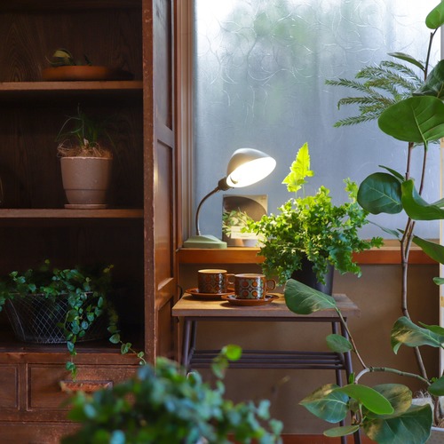 6plants