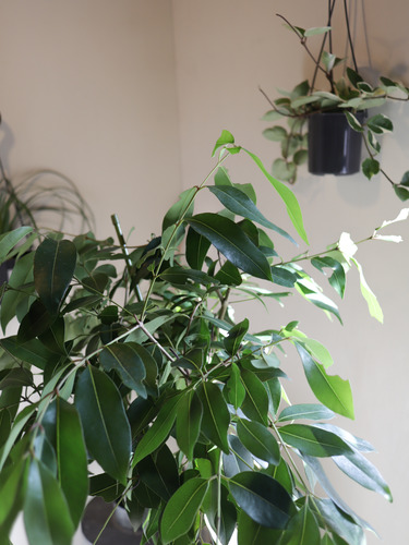 6plants2