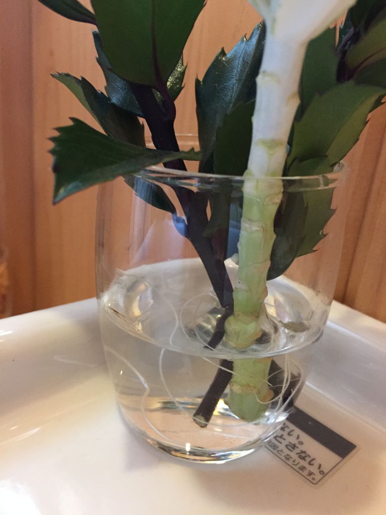 切り花の葉牡丹から根が出た 趣味のあれこれ 切り花の葉牡丹から根が出た 趣味のあれこれ