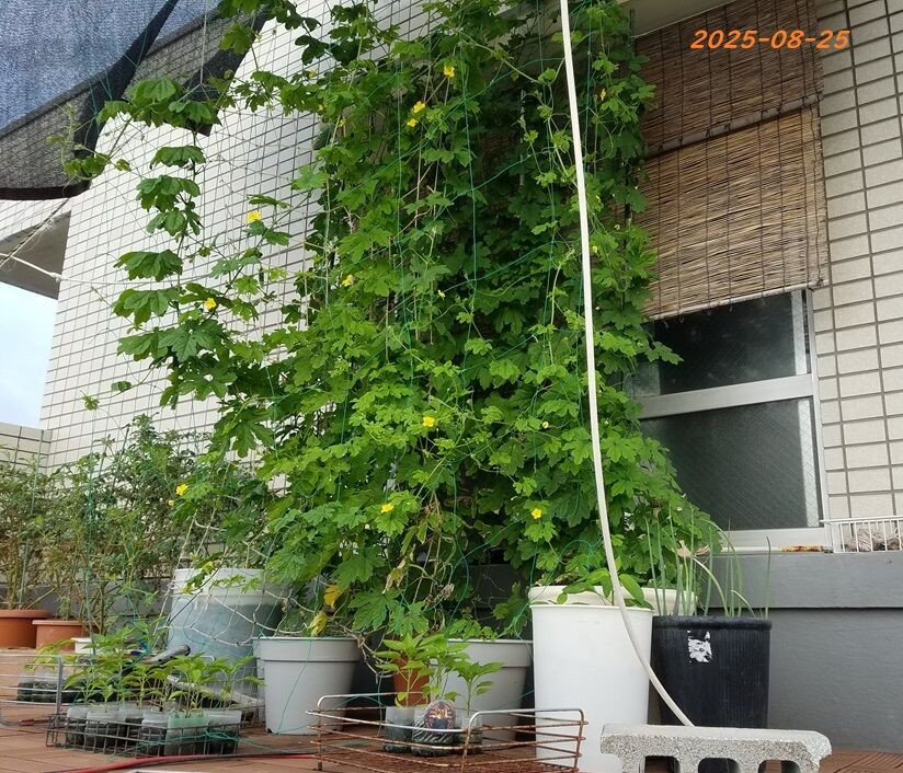 ゴーヤ 2025-08-25