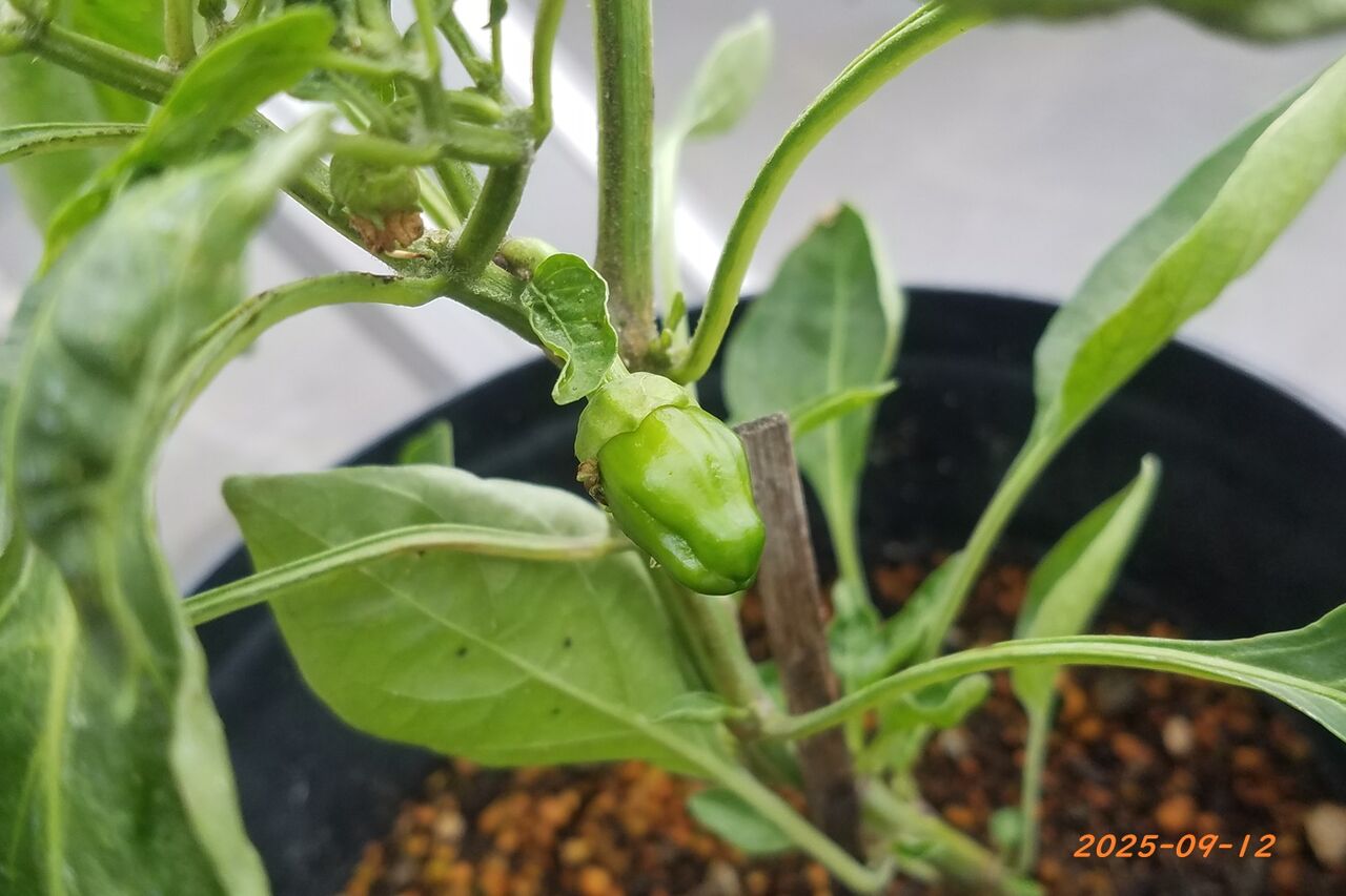 ピーマンの赤ちゃん