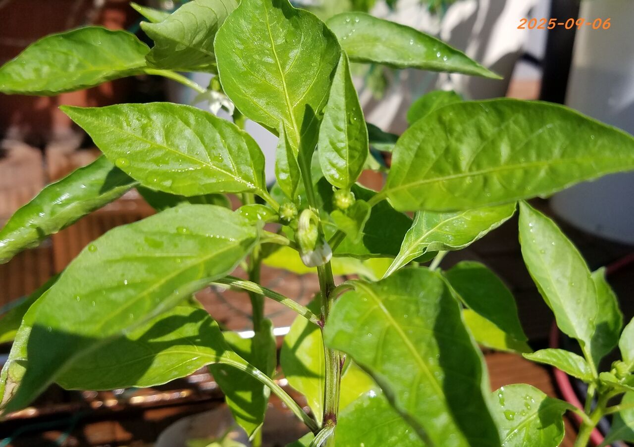 ゴーヤ 2025-09-06