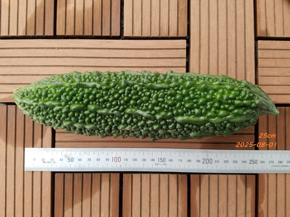 ゴーヤ 2025-08-01