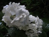 SANY0054