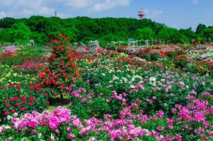 C259B2E8AB814D899B969534F1E3F608_L