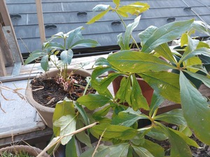 IMG_20231214_155220_copy_1600x1200