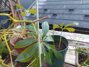 IMG_20231214_155241_copy_1600x1200