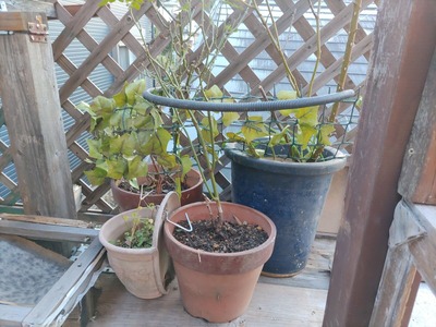 IMG_20231214_155142_copy_1600x1200