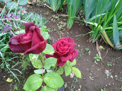 DSC_1551_copy_1600x1200