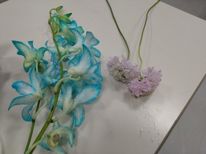 DSC_0527_copy_1600x1200