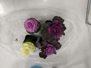 DSC_4604_copy_1600x1200