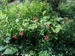 DSC_2281_copy_1600x1200