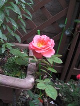 SANY0854