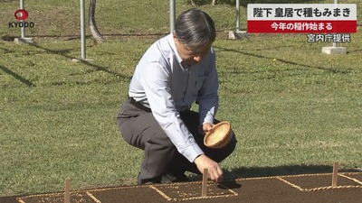 共同種もみ2