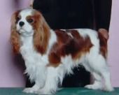 わんわん物語の主人公レディの犬種はキャバリア Remmikkiのブログ