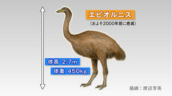 remmikkiのブログ絶滅した巨大鳥の遺伝子解析 Mikki Mikki