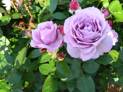 DSC_5901_copy_1600x1200