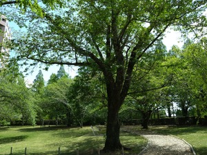 DSC_5548_copy_1600x1200