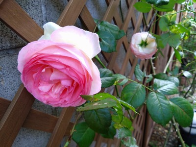 DSC_5777_copy_1600x1200
