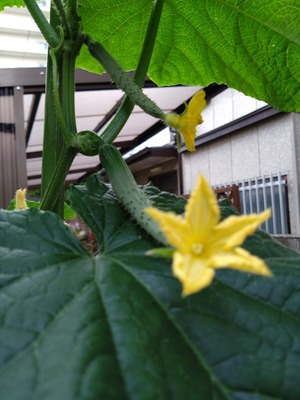 DSC_2328_copy_1200x1600