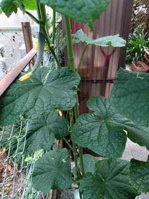 DSC_2327_copy_1200x1600