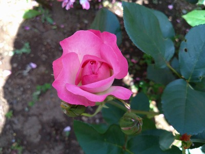 DSC_5785_copy_1600x1200