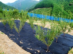 L2945521