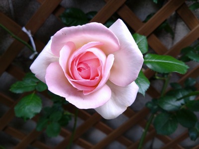 DSC_1588_copy_1600x1200