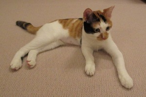 m_sankei-_life_imperial_H4GG5GBCFJOWDAVS4EC7W2VVYE