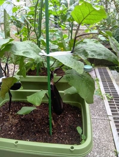 1751073829589_copy_444x589