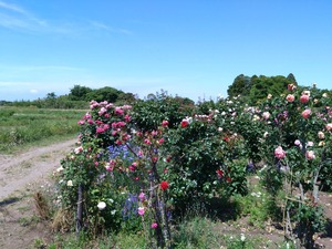 DSC_5855_copy_1600x1200
