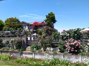 DSC_5837_copy_1600x1200