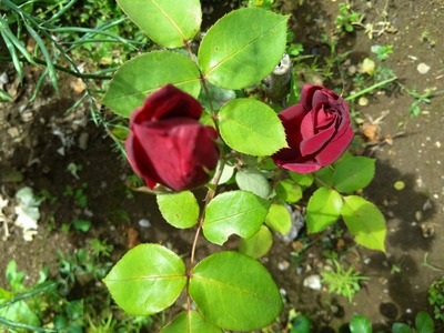 DSC_1542_copy_1600x1200