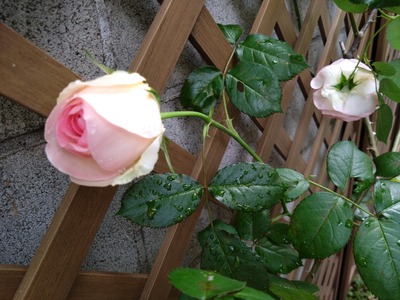 DSC_5727_copy_1600x1200