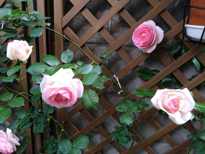 DSC_1589_copy_1600x1200