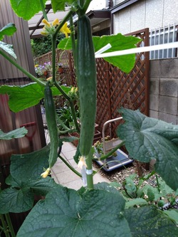 DSC_2326_copy_1200x1600