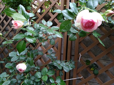 DSC_1533_copy_1600x1200