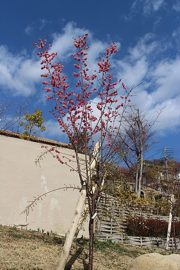 IMG_0972_R IMG_0972_R